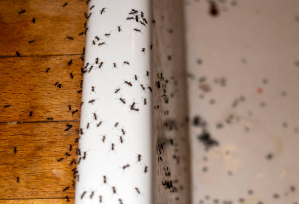 Best Emergency Pest Control  in Circleville, OH