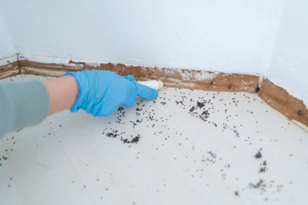 Best Affordable Pest Control Services  in Circleville, OH