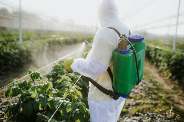 Wasp Removal Services in Circleville, OH